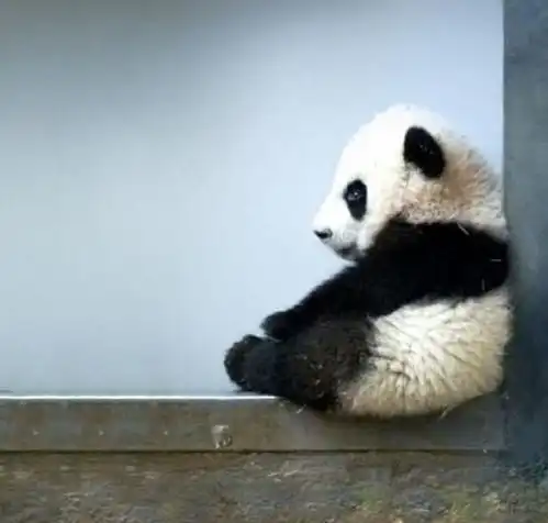 10种动物宝宝合集,鸭嘴兽宝宝你见过吗呆萌可爱