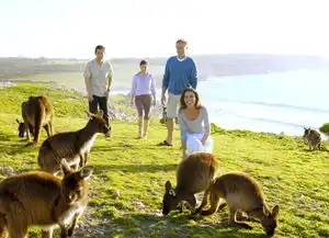 袋鼠岛海豹湾旗舰拱门神奇岩石夜宿袋鼠岛完整体验中文二日游当地参团