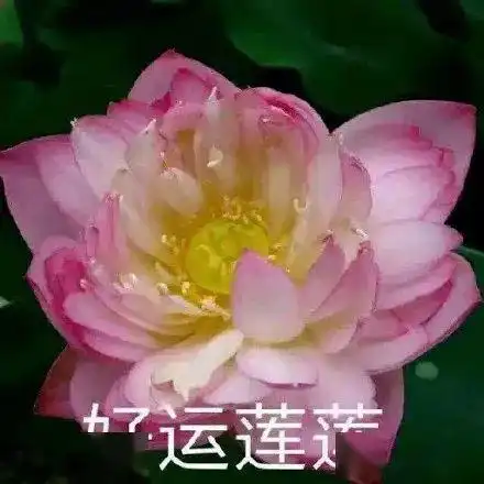 恒大新球场丑疯了观音坐莲80年代奶奶风