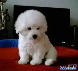 哪里出售比熊比熊出售比熊犬照片比熊犬价格