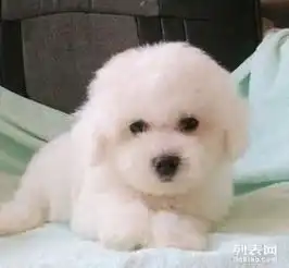 重庆哪里有比熊犬出售纯种健康的比熊犬哪里有多少钱