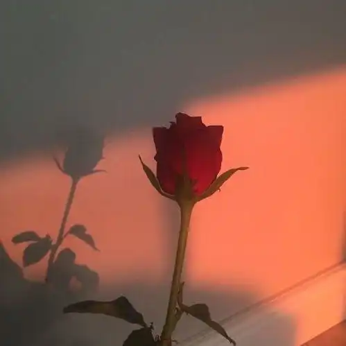 这些网红朋友圈背景以及头像你不进来看看