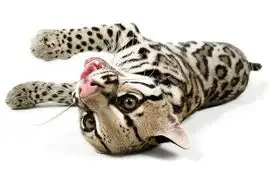 全球首套大型猛兽另类写真