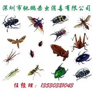 最新供求深圳市弛鹏杀虫消毒有限责任公司
