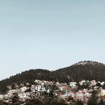 石榴花图片素材下载植物花草素材下的树木图片素材