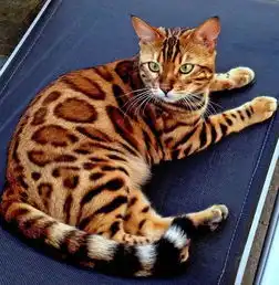 将野生猫科动物当宠物养我劝你善良
