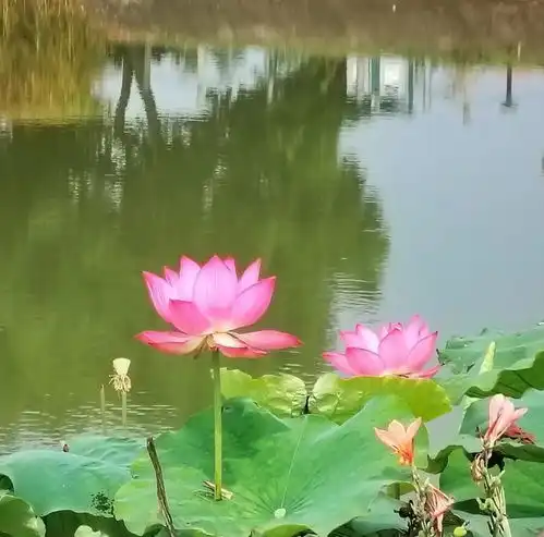 美丽的荷花