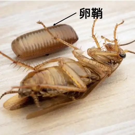 家里的蟑螂到底哪儿来的有一个地方万万想不到