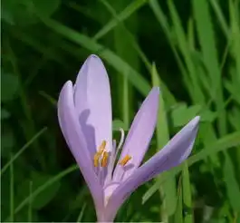 水仙花的花语