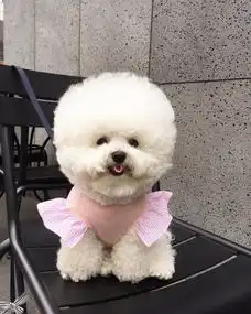 缩成一团就变成棉花球有颗圆圆大头的软萌比熊tori