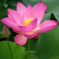 最新莲花图片唯美头像微信头像图片大全