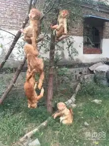 招财猴子仿真猴子模型金丝猴照相道具猴子捞月标本工艺品-黄页88网