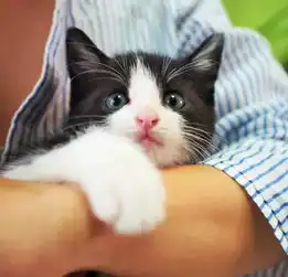 流浪奶牛猫初长成,真想问问嫌弃它的人,它比宠物猫到底差哪了