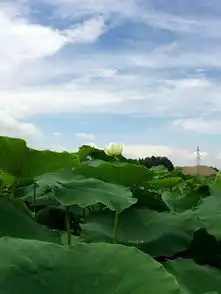 荷花手机随拍玉溪版普者黑
