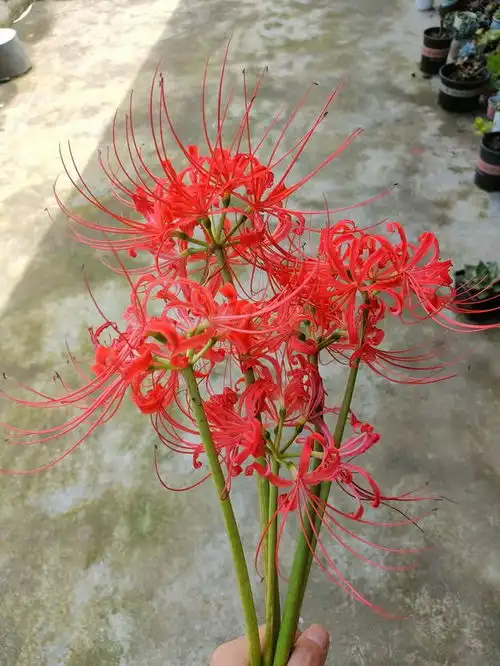 老人说,3种花不吉利,家里不能养开花太艳丽,你敢养吗彼岸花荼蘼花朵花语网易订阅