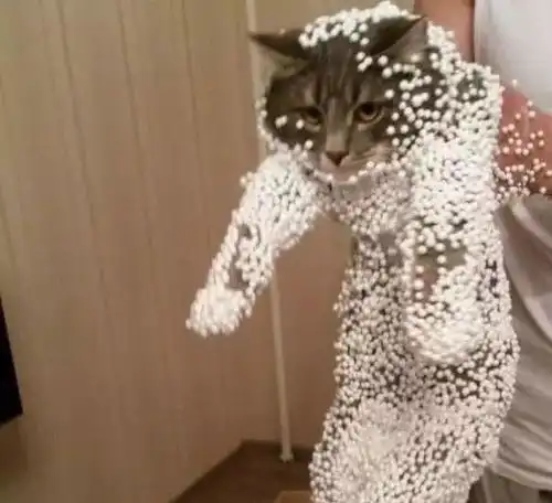 超搞笑,猫与静电的战争,难不成猫咪才是皮卡丘本丘
