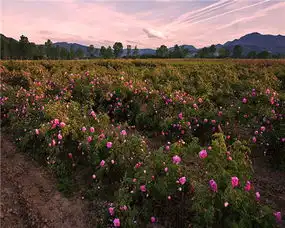 耀悦高端旅行闻香识玫瑰