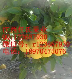 汤姆逊葡萄柚苗红宝石葡萄柚苗红心柚苗