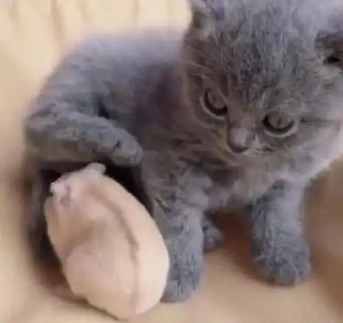 小仓鼠和猫咪在家中,主人回家后打开门看见这样一幕