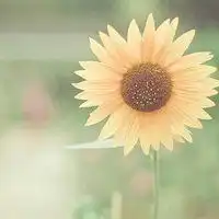 微信头像花朵图片大全唯美微信头像图片大全
