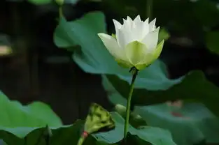 浅谈白加黑减与测光方式的关系,顺便贴几张荷花