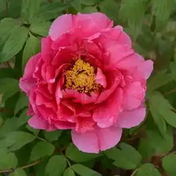 abloomaprilpaintsapolychromegarden