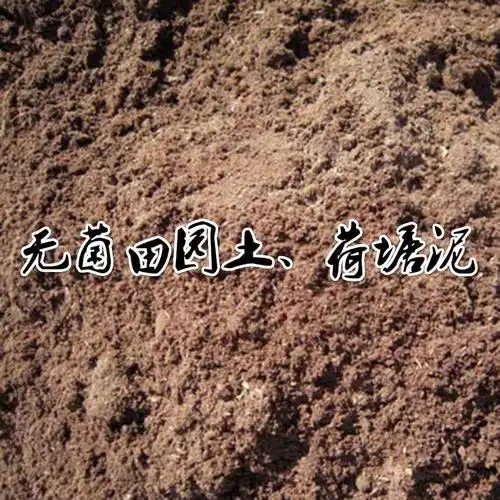 碗里种莲花,做个阳台小水景,做好3个准备,才能开出正宗碗莲花