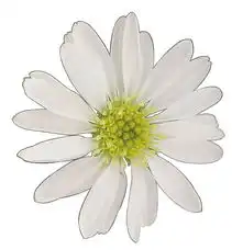 花的物件0044图鲜花图库设计素材库网络设计素材