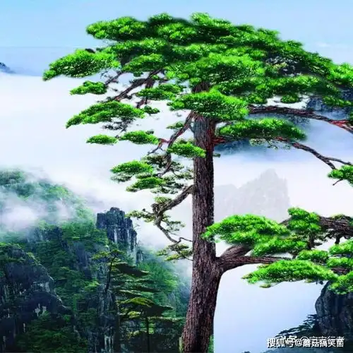 测试一个超长简介的文章