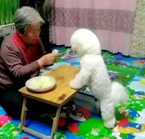 奶奶养大的孩子和妈妈养大的差别很大那是你没看到奶奶养的狗