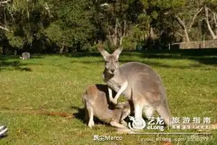 南澳大利亚乘热气球俯瞰葡萄园美景,与袋鼠零距离接触