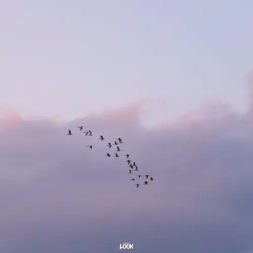 look城市浪漫记录员,带你看世界