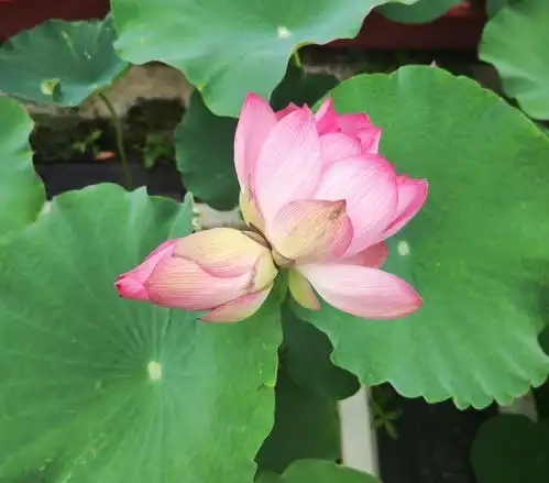 辰山植物园今年首朵并蒂莲盛开出现概率仅十万分之一