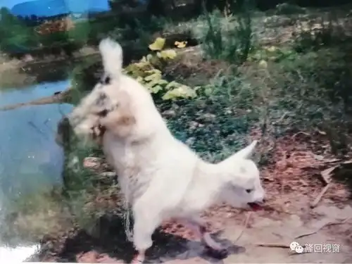 奇闻异事见过两只脚走路的小山羊吗