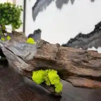 枯木逢春微信头像