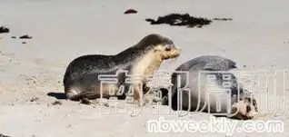 阿德莱德躺在地面呼吸