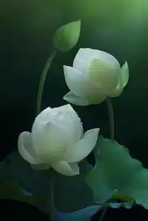 大暑,邀您去赏荷