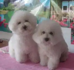 出售纯种比熊犬可爱健康
