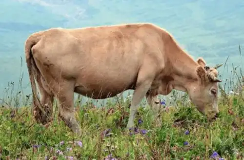 福气满溢,注定会心想事成的生肖,拔得头筹,财帛不缺