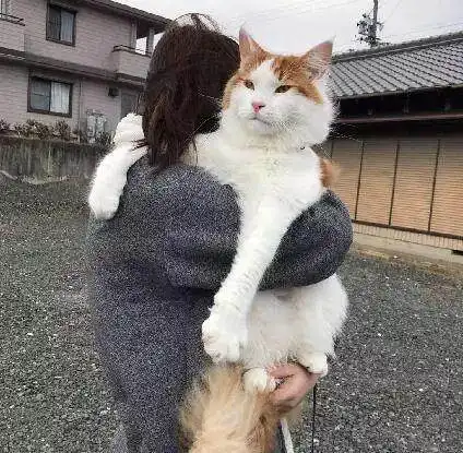 谁曾想软萌可爱的小奶猫长大竟变这样,最后那只橘猫真的扎心了