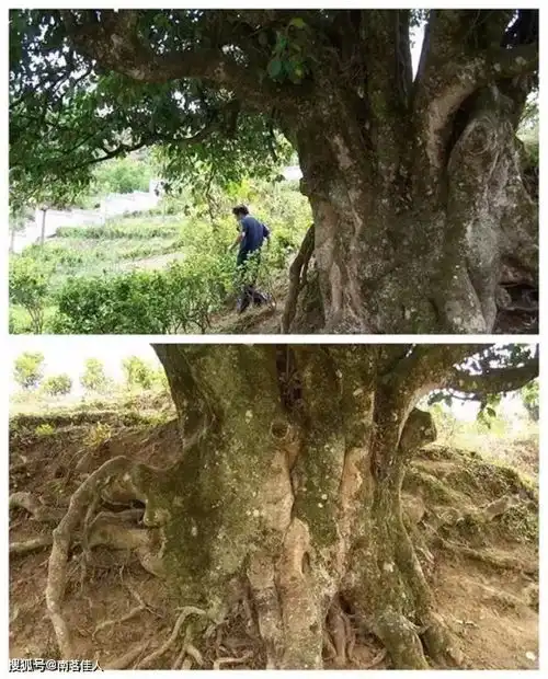 古树茶树龄主要靠这几种测试方法快拿小本子记起来
