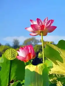 10首莲花诗词,约醉这个夏天