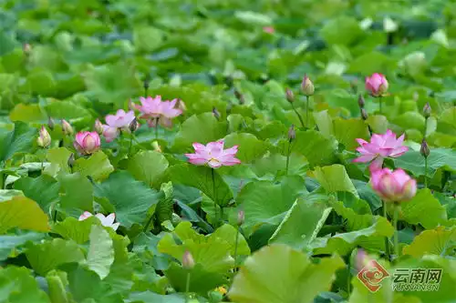 保山昌宁夏至已至荷盛开