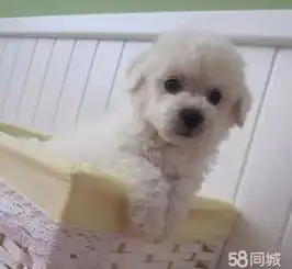 棉花糖教主比熊犬毛茸茸圆乎乎的看到就想带回家比熊