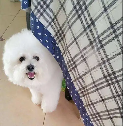 养比熊犬一定要做的4件事和不能做的3件事,你知道吗