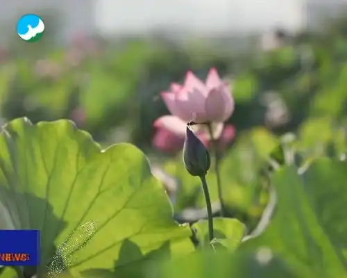 十里莲乡美如画娇艳荷花醉游人