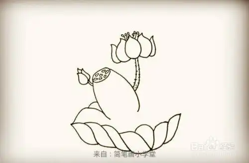 荷花简笔画怎么画荷花的画法