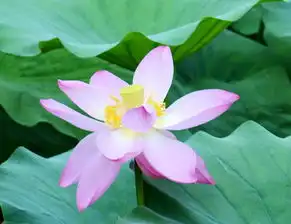 济南二十八届荷花节来老乡这里献上