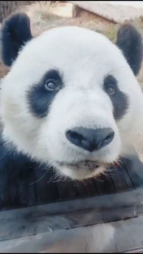 熊眼睛捧红了熊猫结果却是脸捧红了眼睛,不信你看