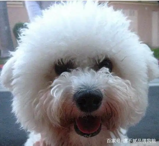 原以为养比熊犬很简单,但养了之后才发现,这6件事真让人费心